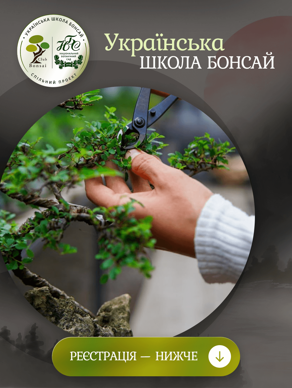 Купити Кімнатні бонсай Вяз дрібнолистий в Києві, Україні